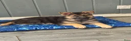 German Shepherd dogs for sale: German shepherd pups - Advert 6