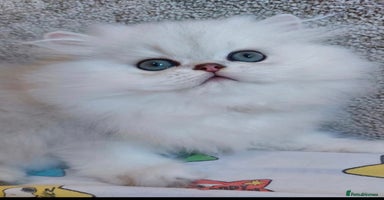 Persian cats - Advert 9