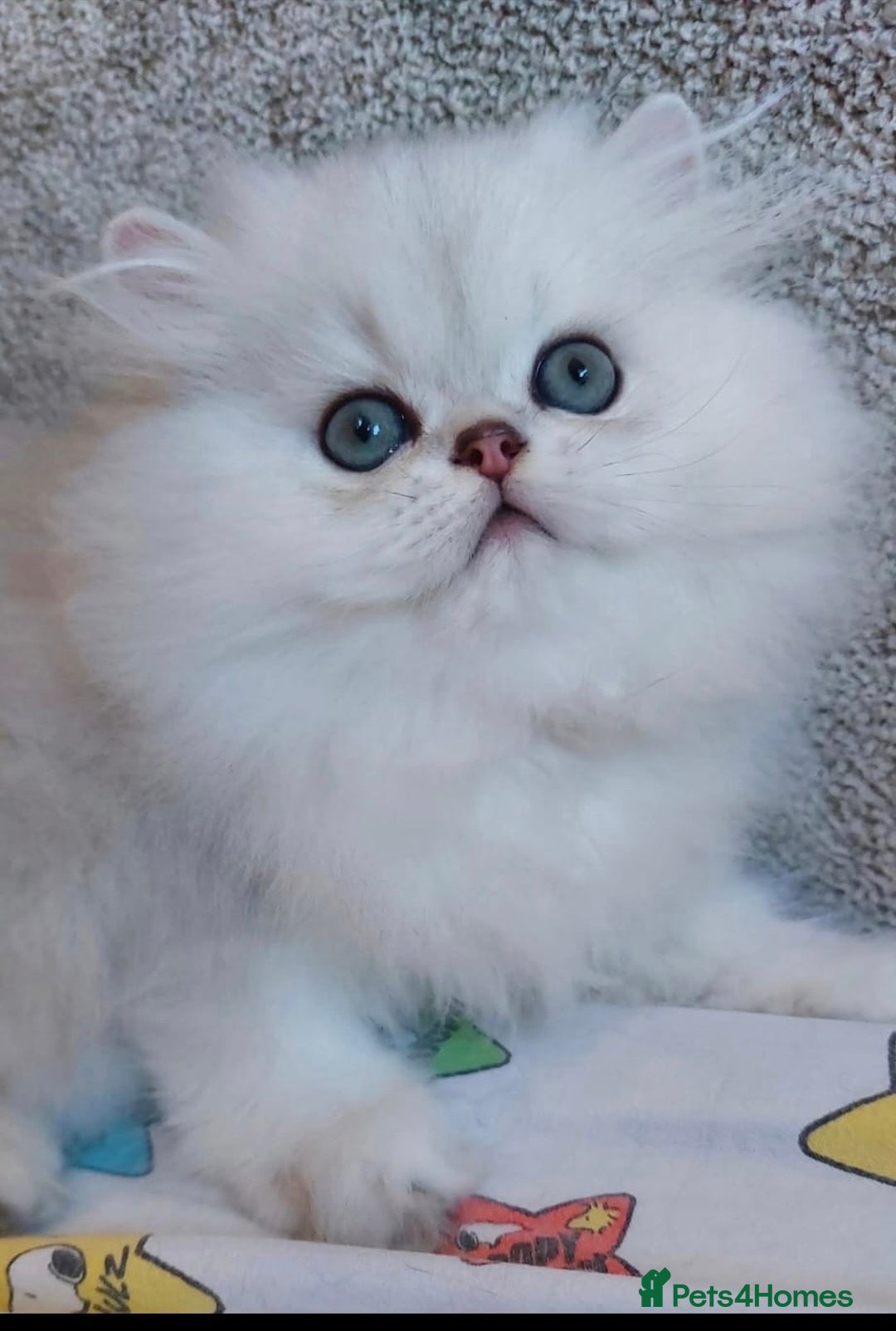 Persian cats for sale: Italian Persian chinchilla kittens♥️🐾 - Image 3