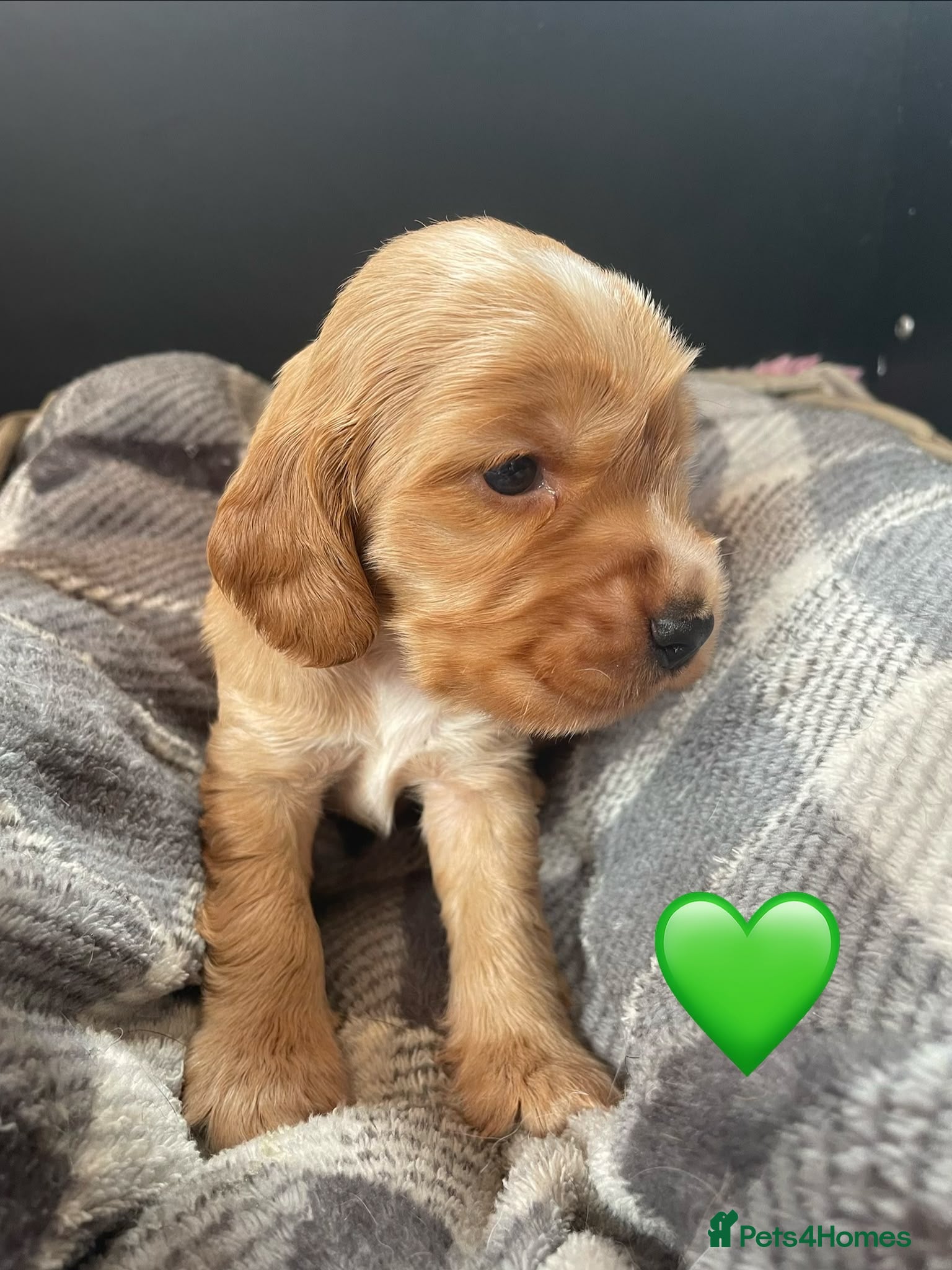 Cocker Spaniel dogs 5* Show cocker spaniels puppies  - Advert 2