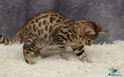 Bengal cats for sale: 🔥Stunning Bengal Kittens last little girl left 🔥 - Image 13