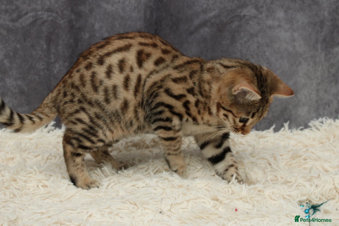 Bengal cats for sale: 🔥Stunning Bengal Kittens last little girl left 🔥 - Image 13