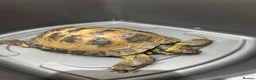 Tortoise reptiles for sale: Female Horsefield approx 5 years  in Wakefield - Advert 2
