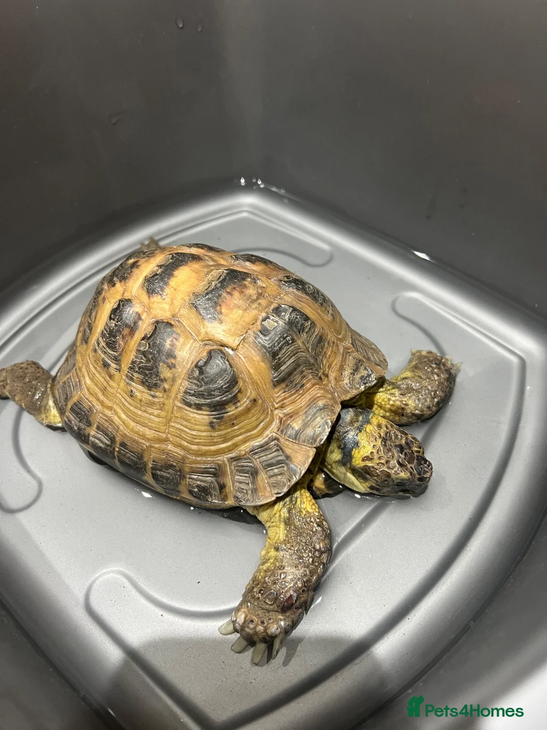 Tortoise reptiles for sale: Female Horsefield approx 5 years  in Wakefield - Advert 2