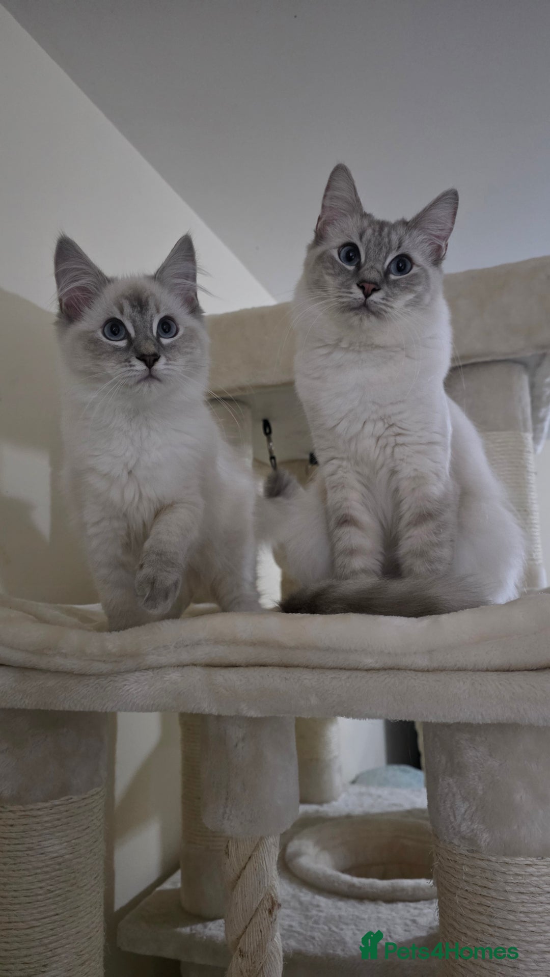 Ragdoll cats for sale: Female Blue Lynx Ragdoll - Advert 5