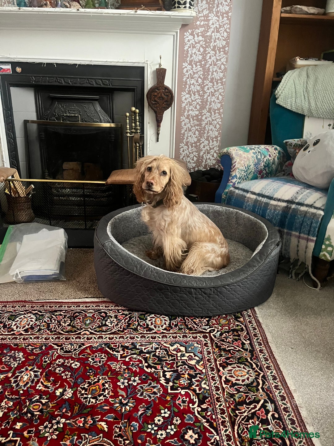 Cocker Spaniel dogs for sale: 4.5 year old male cocker spaniel - Image 3