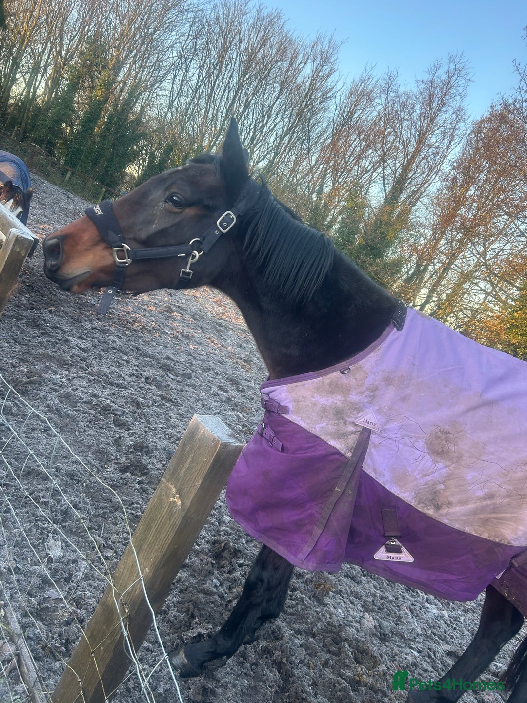 English Thoroughbred horses for sale: 3 year old thoroughbred  - Advert 3