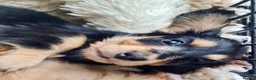 Miniature Dachshund dogs for sale: Quality Longhaired mini dachshund trusted breeder  - Advert 10