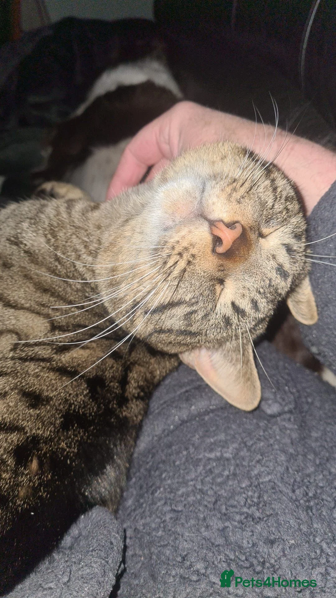 British Shorthair cats for sale: Male tabby FREE OF CHARGE  in Skelmersdale - Advert 1