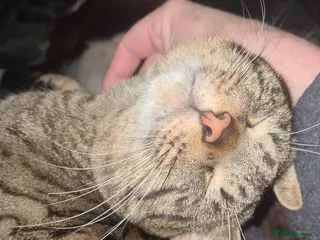 British Shorthair cats Male tabby FREE OF CHARGE - Advert 1