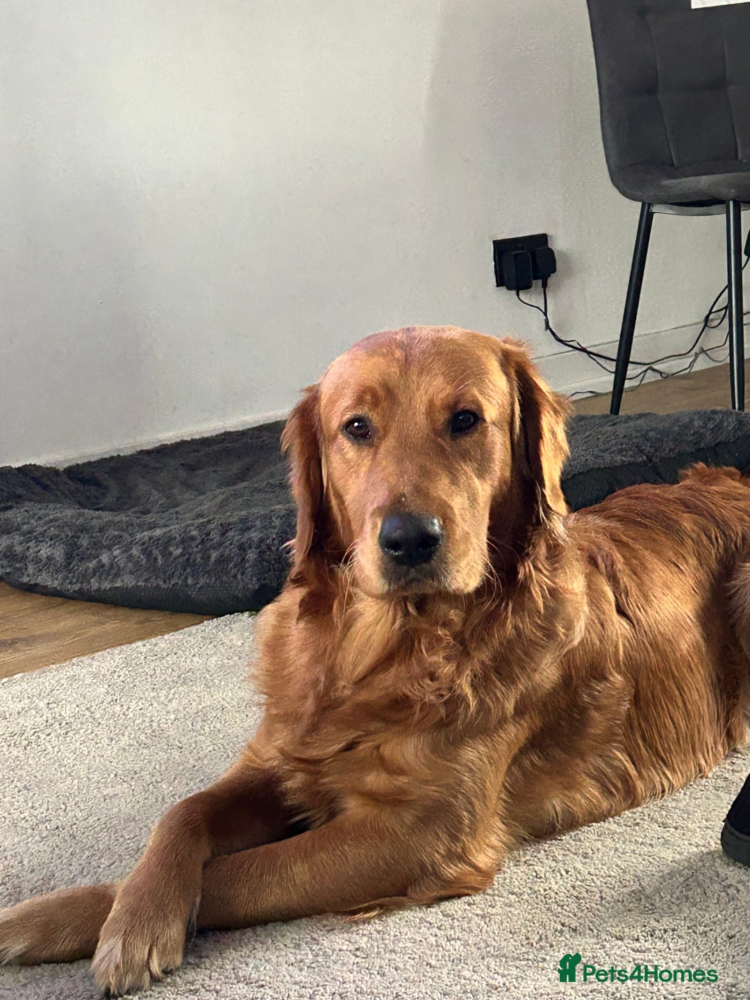 Golden Retriever dogs for sale: Two Golden retriever dogs for rehoming  - Image 4