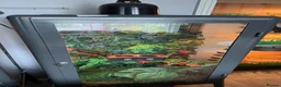 Mixed Breed reptiles for sale: Tortoises,crested geckos and corn snake  in Chatham - Advert 10
