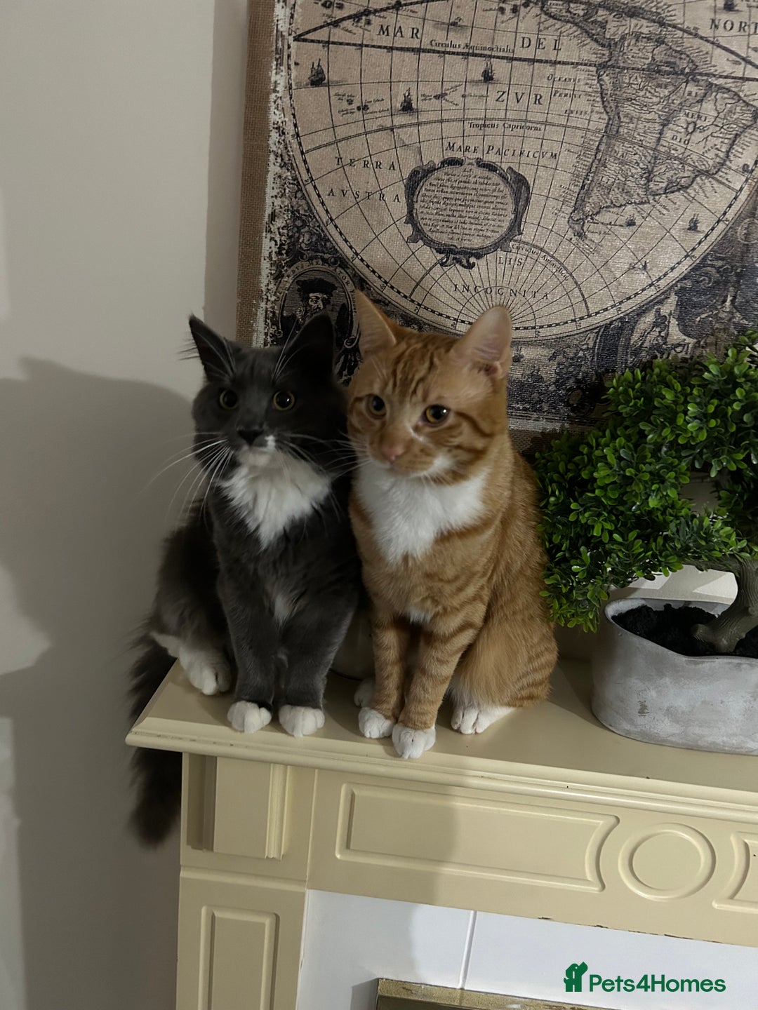 Mixed Breed cats for sale: 2 boys ready for new home - Image 10
