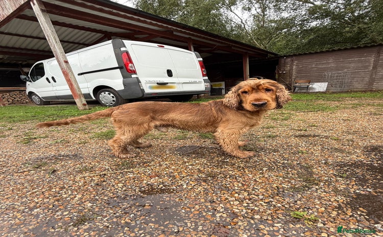 Cocker Spaniel dogs - Advert 1
