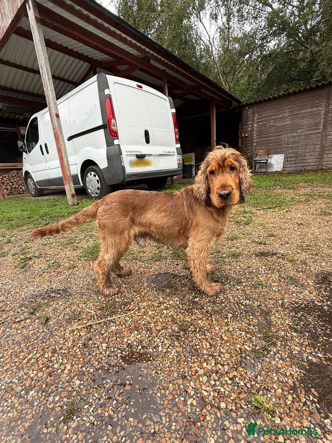 Cocker Spaniel dogs for stud: Gorgeous, KC reg Gold Sable Stud - Image 1