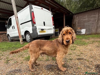 Cocker Spaniel dogs - Advert 15