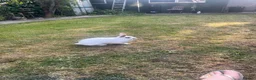 Mixed Breed rabbits for sale: 2 female rabbits  - Advert 5