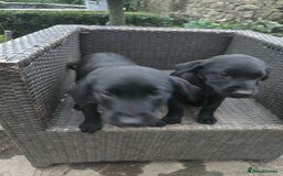 Labrador Retriever dogs for sale: 2 Amazing Black Labrador Girls - Image 3