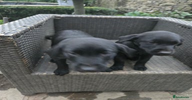 Labrador Retriever dogs - Advert 2