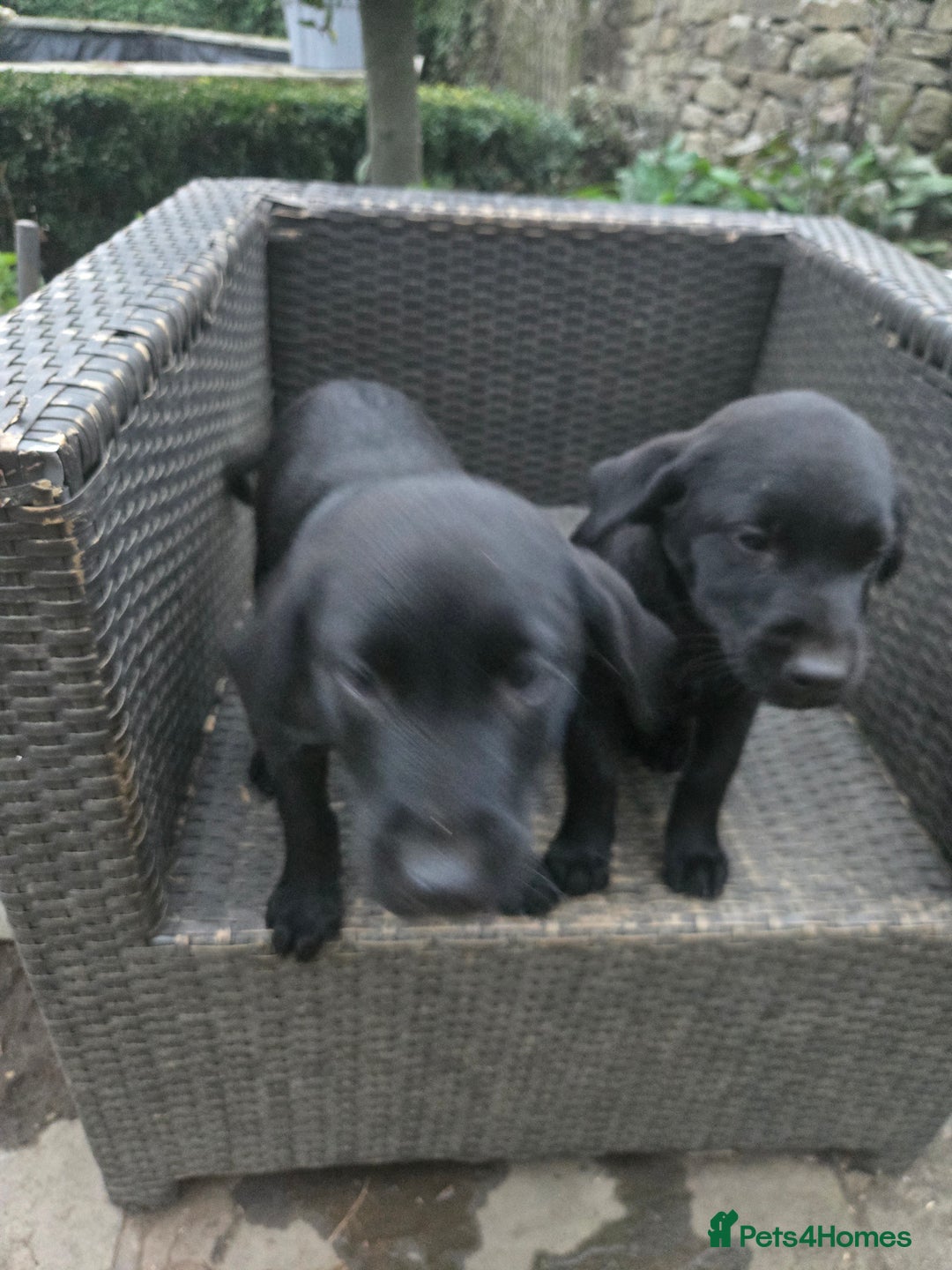 Labrador Retriever dogs for sale: 2 Amazing Black Labrador Girls - Image 3