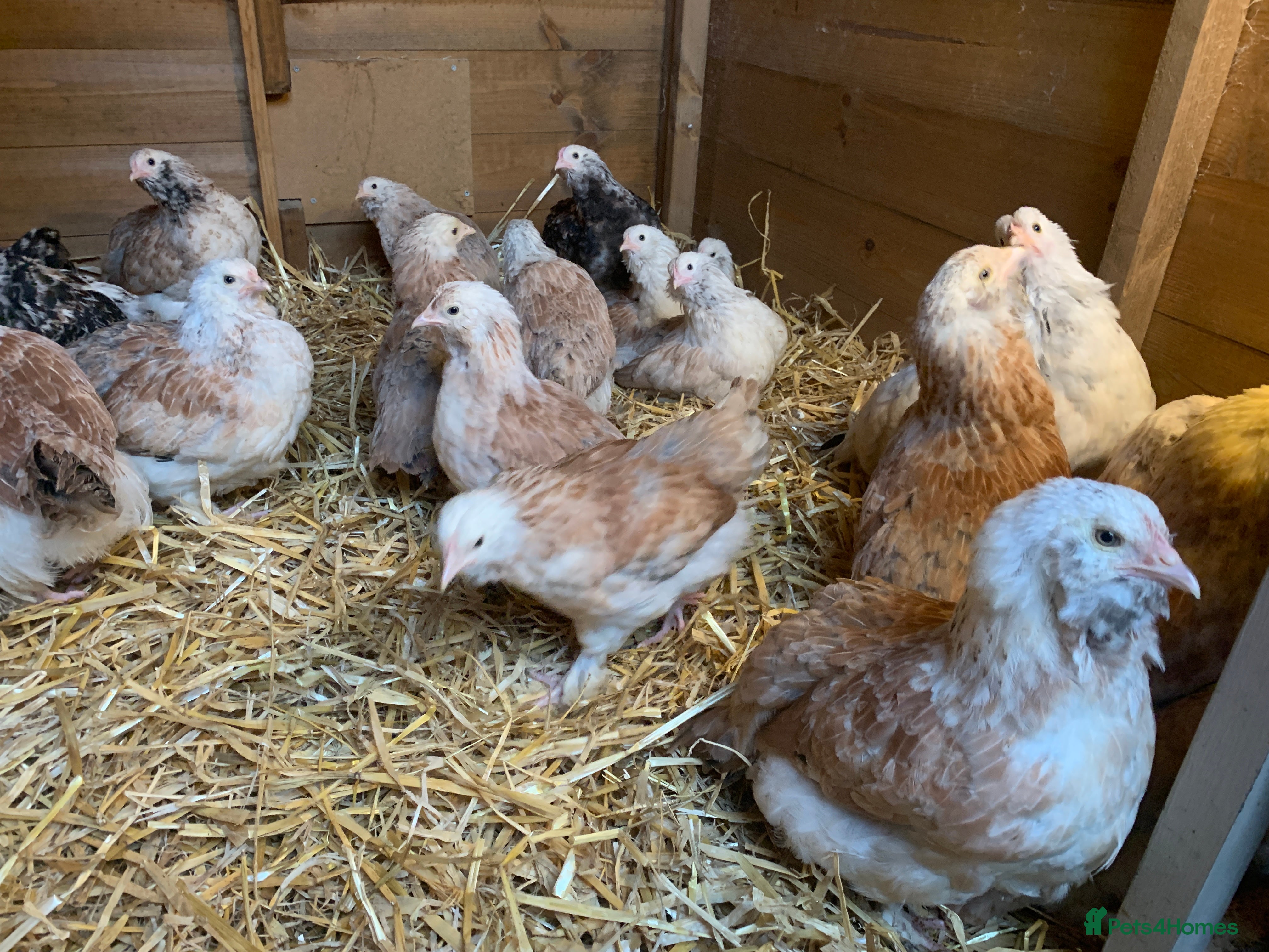 Chickens poultry Salmon Favarolles - Pure Breed - Hens & Roosters - Advert 2