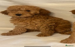 Cavapoo dogs for sale: Extensively Health Tested F1BB Cavapoo Puppies - Image 17