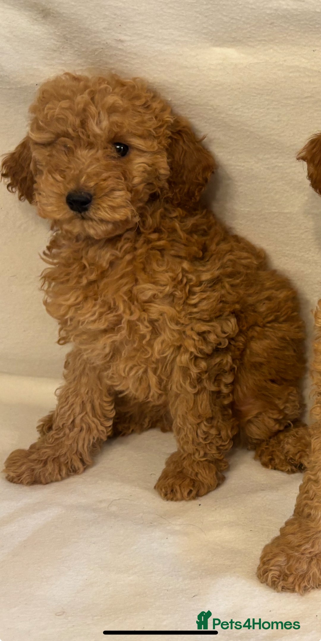 Cavapoo dogs for sale: Extensively Health Tested F1BB Cavapoo Puppies - Image 17