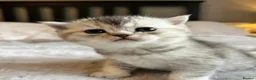 British Shorthair cats for sale: British Shorthair Kittens – Reservation Open - Advert 7