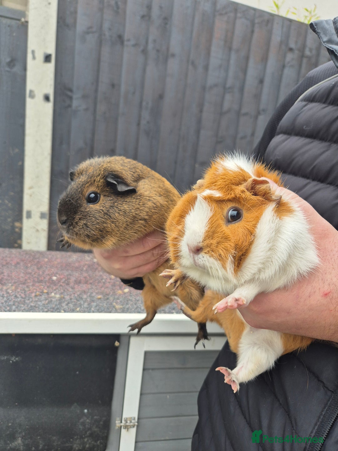 Guinea Pig rodents for sale: GUINAPIGS FORFREE  - Advert 5