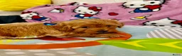 Maltipoo dogs for sale: Maltipoo in Fleetwood - Advert 13