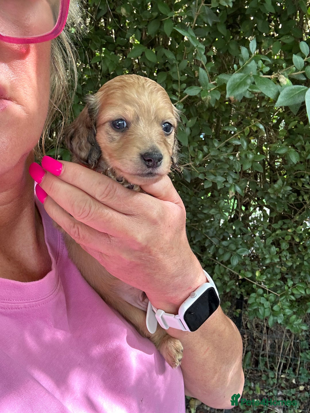 Miniature Dachshund dogs for sale: Cream Litter 5 Star Breeder ⭐️⭐️⭐️⭐️⭐️  - Image 27
