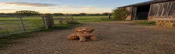 Cockapoo dogs for sale: Beautiful 9 month old boy looking for forever home in Tonypandy - Advert 2