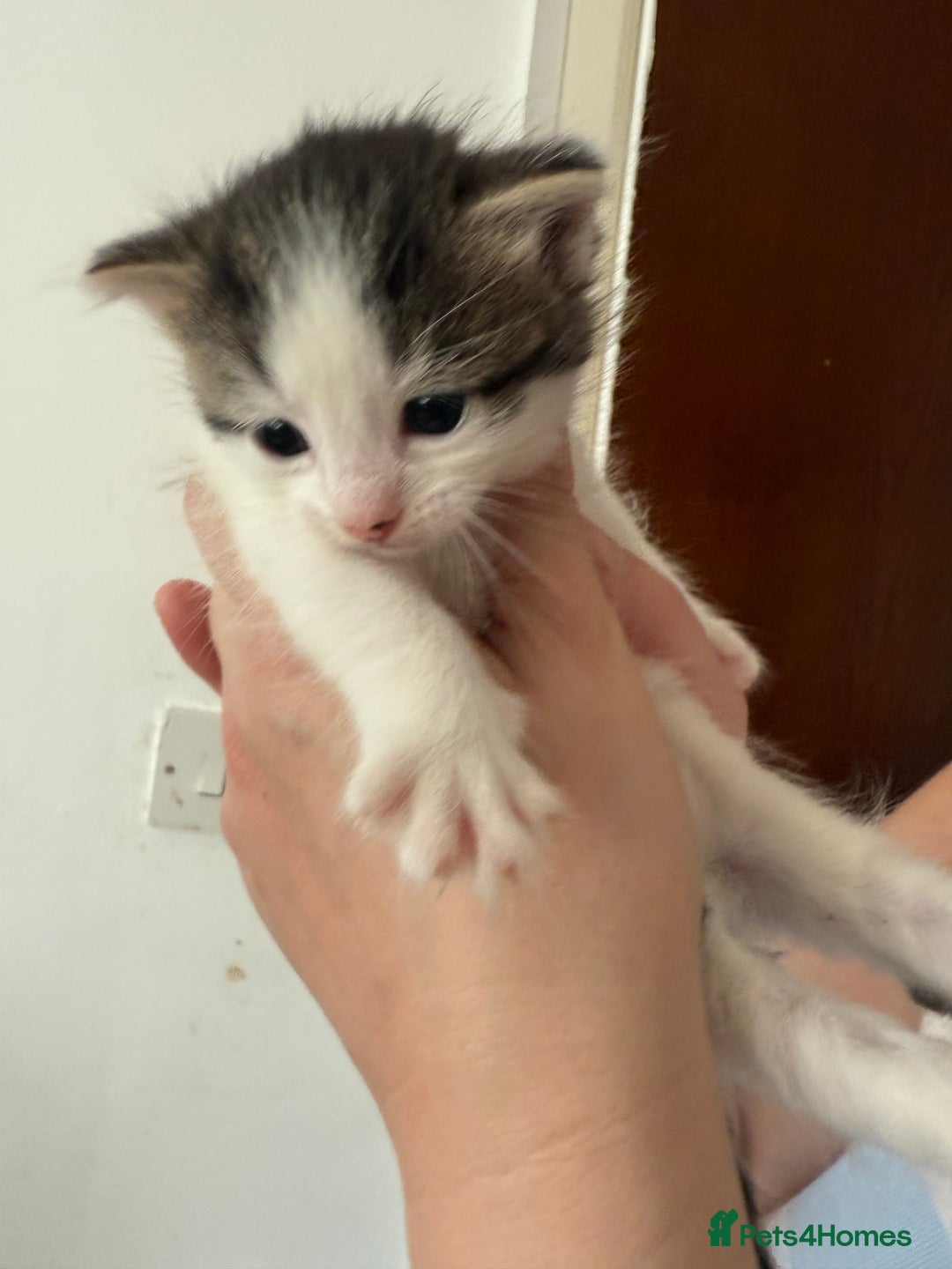 Mixed Breed cats for sale: KITTENS READY TO LEAVE 7/12 - Advert 5