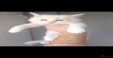 Ragdoll cats - Advert 10