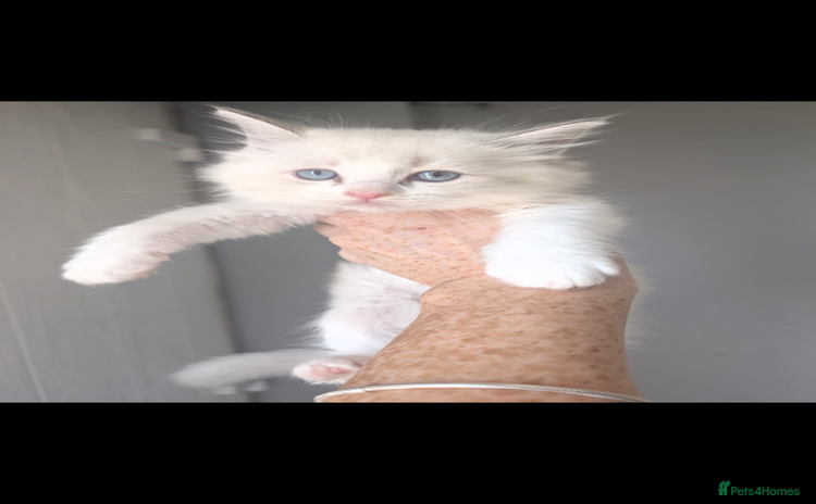 Ragdoll cats - Advert 2