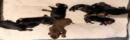 Dobermann dogs for sale: KC Dobermans  - Advert 11