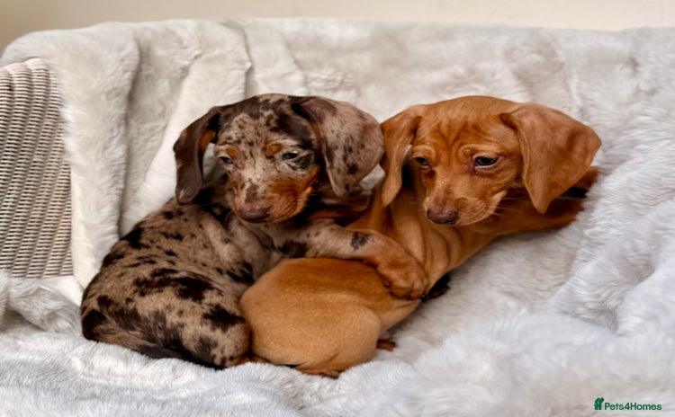 Miniature Dachshund dogs - Advert 1