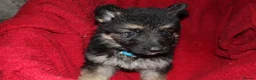 German Shepherd dogs for sale: German shepard puppies long haired  - Advert 4