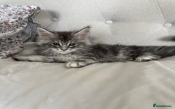 Maine Coon cats for sale: 4 big pure gorgeous Mainecoon boys  - Image 7