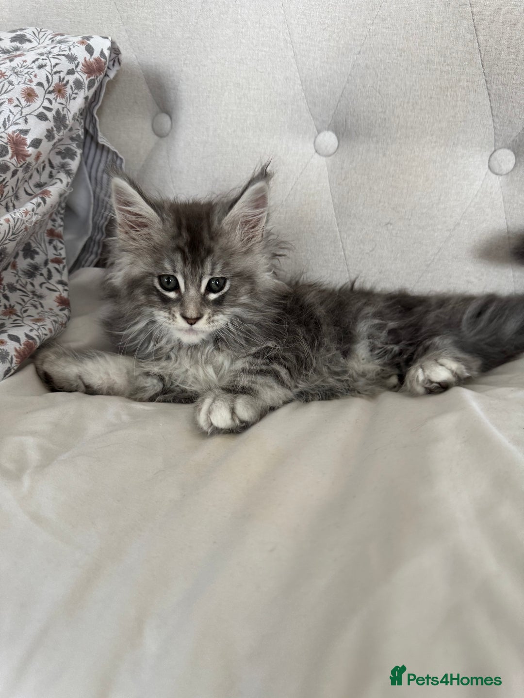 Maine Coon cats for sale: 4 big pure gorgeous Mainecoon boys  - Image 7