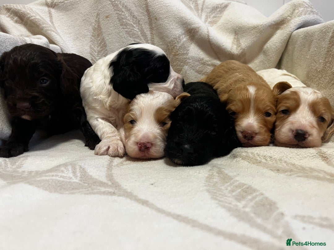 Cockapoo dogs for sale: Beautiful F1 Cockapoos For Sale  - Image 1