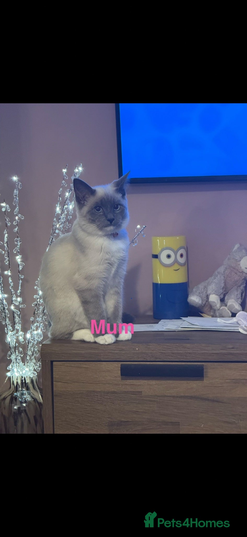 Ragcoon cats Beautiful female Ragcoon kittens **AVAILABLE NOW * - Advert 6