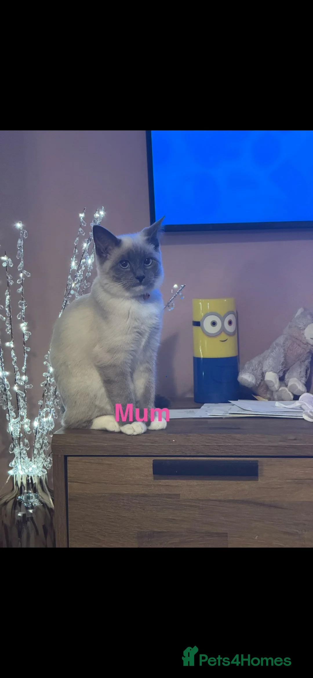 Ragcoon cats for sale: Beautiful female Ragcoon kittens **AVAILABLE NOW * in Perth - Advert 1