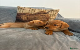 Labrador Retriever dogs for sale: Labrador retriever  - Image 8