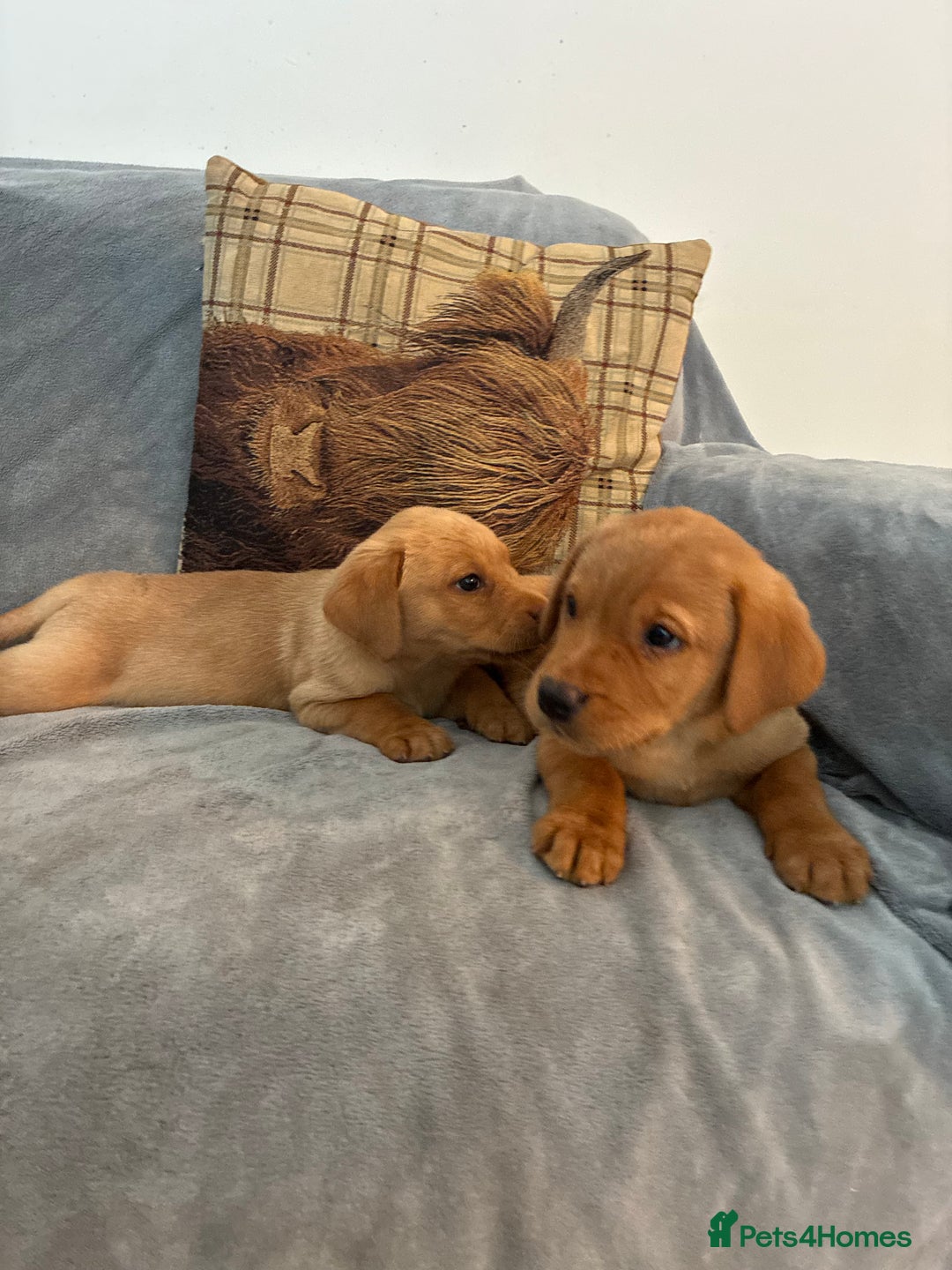 Labrador Retriever dogs for sale: Labrador retriever  - Image 8