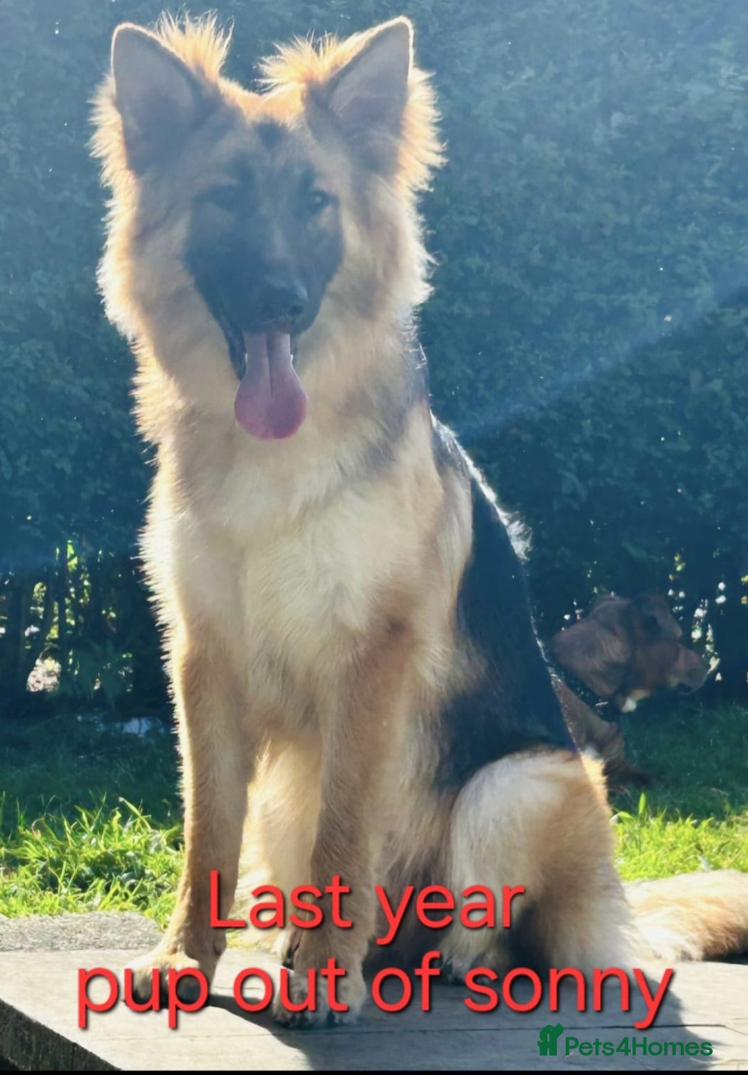 German Shepherd dogs for sale: German shepherd puppies  - Image 15