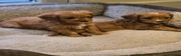 Cavapoo dogs for sale: Extensively health tested F1 Cavapoos - Advert 4