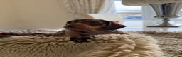 Miniature Dachshund dogs for sale: Miniature Dachshund Puppies  in Sheerness - Advert 6