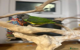 Budgerigars birds for sale: Baby Senegal for sale tame - Image 2