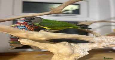 Budgerigars birds - Advert 13